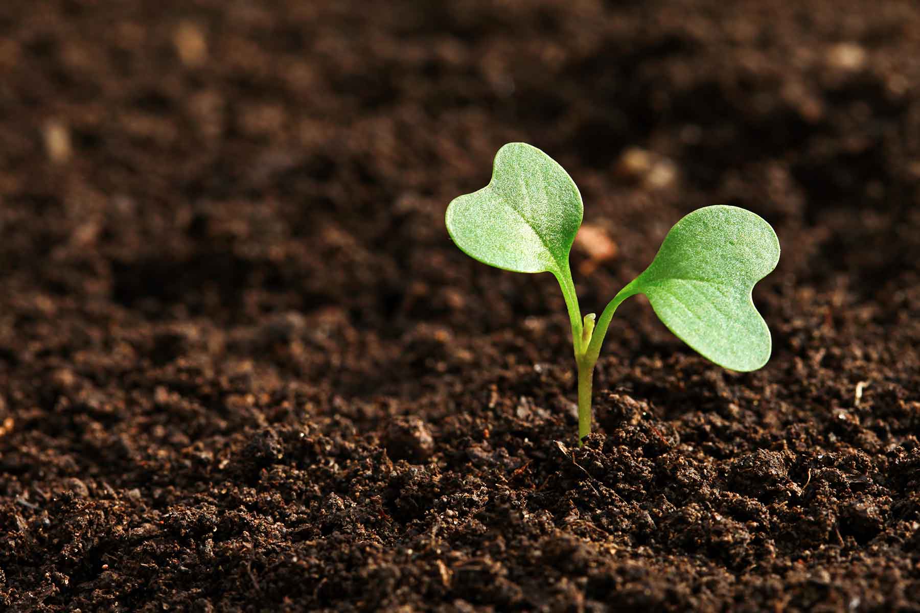 12 Fruits of Becoming The Righteousness of God